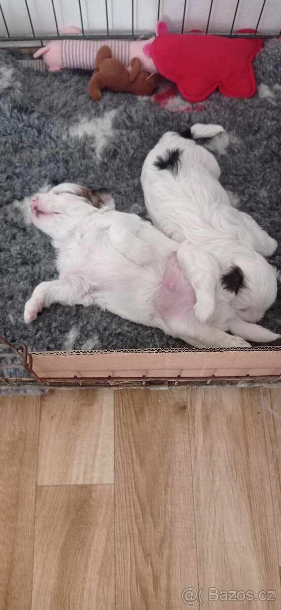 Čínský chocholatý pes - 3