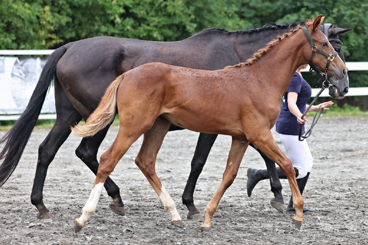 Klisnička po One And Only (Don VHP) - 3