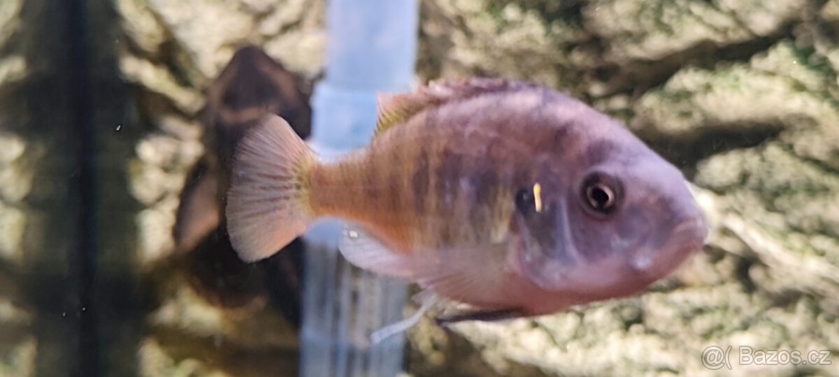 Haplochromis ch44 - 3