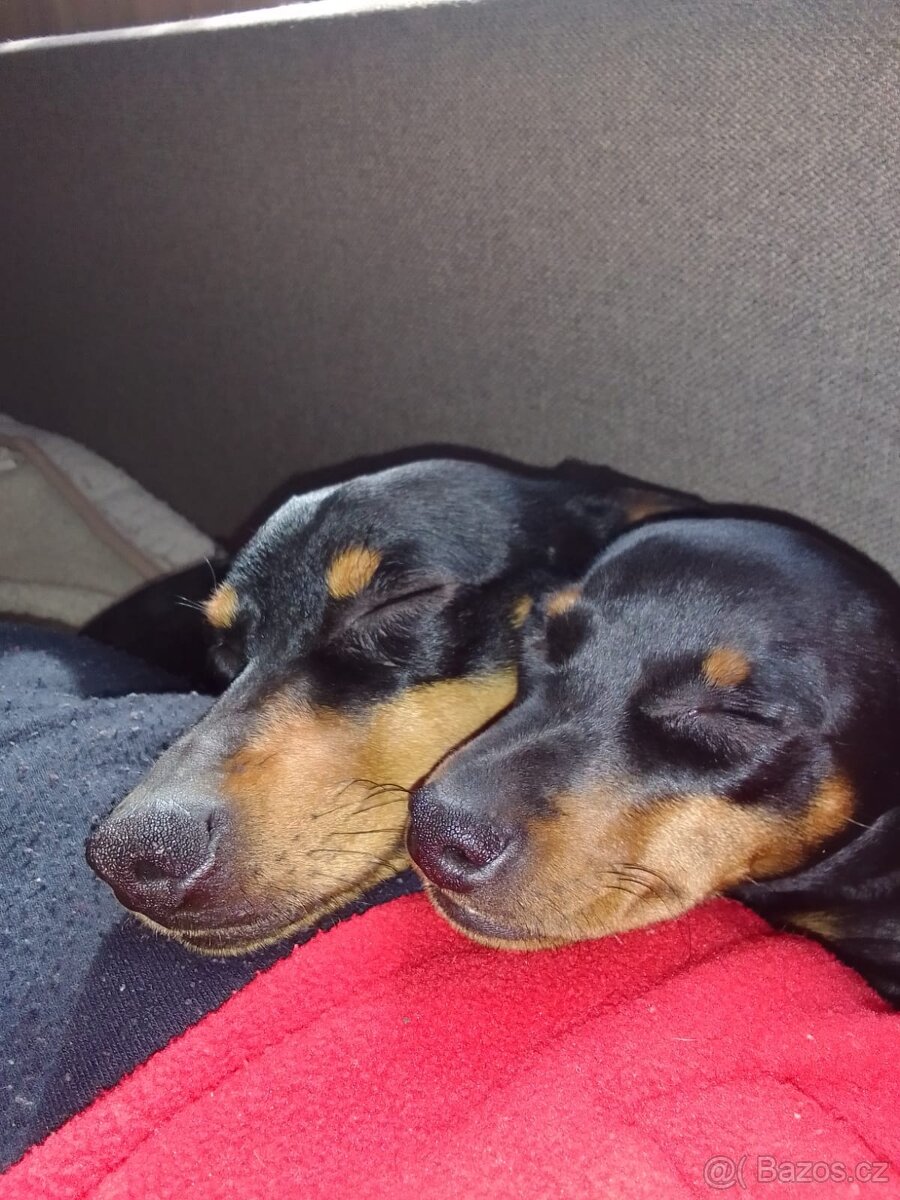 Nabízím k prodeji štěňata trpasličího pinče - 3