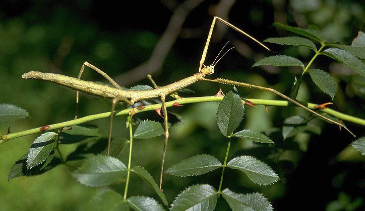 Strašilky, pakobylky - 3