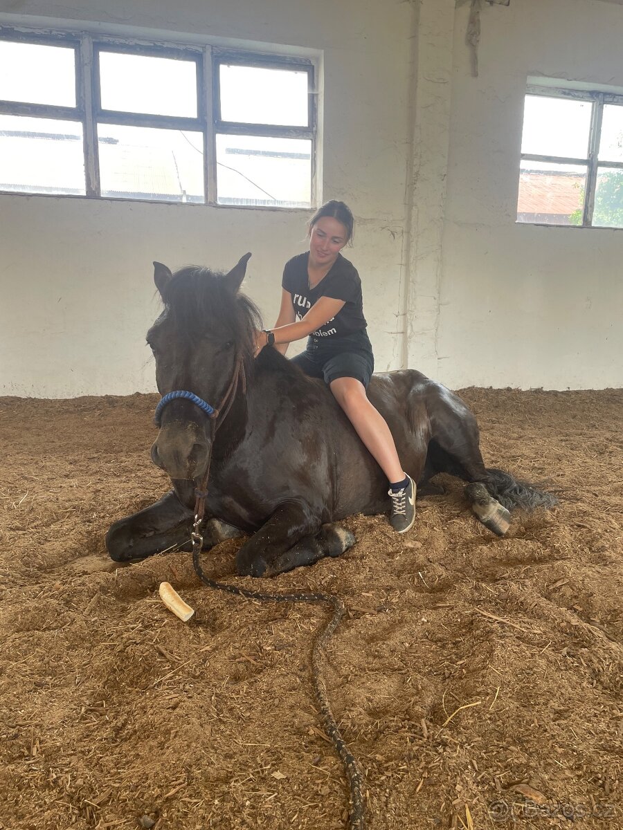 Milionový valach - 3