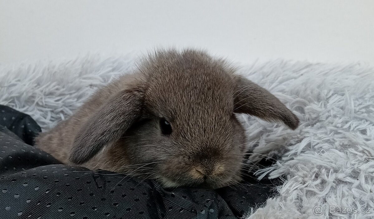 Zakrslý beránek G2 - 3