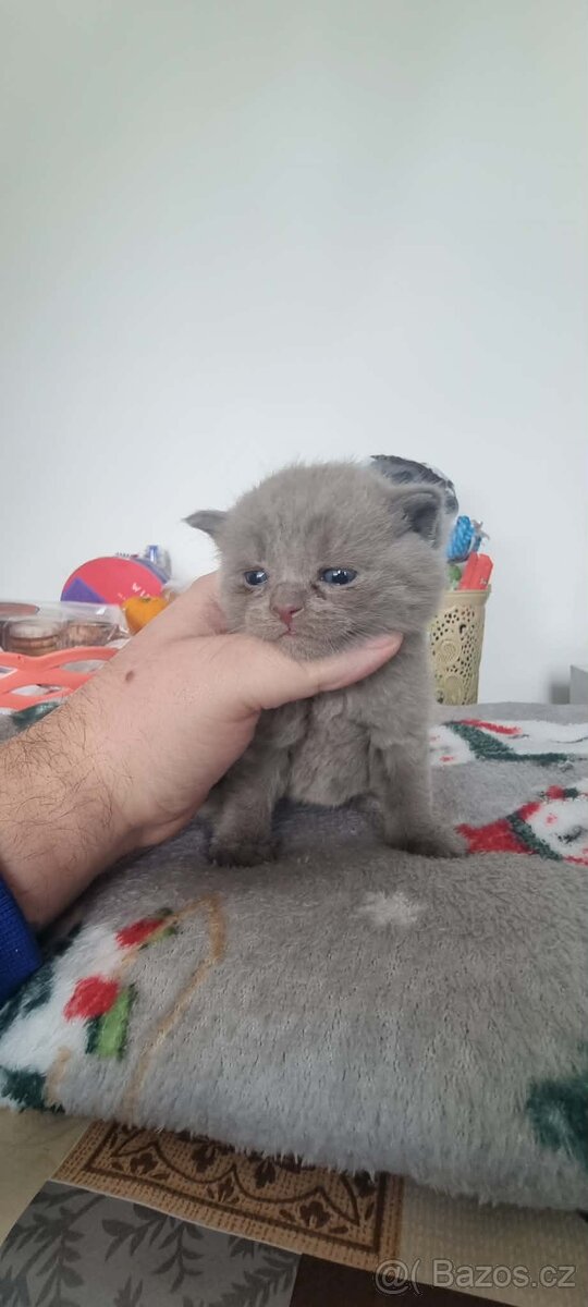 Britská koťátka - 3