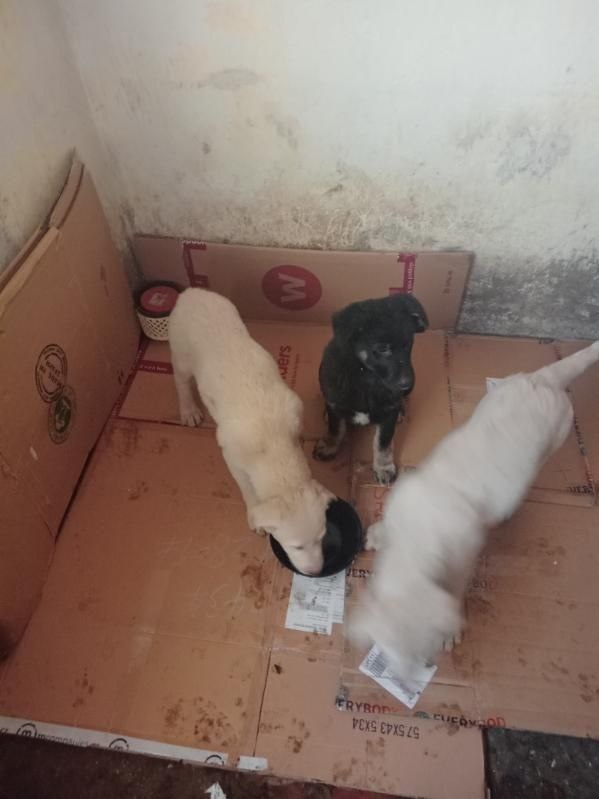 Daruji štěňata - 3