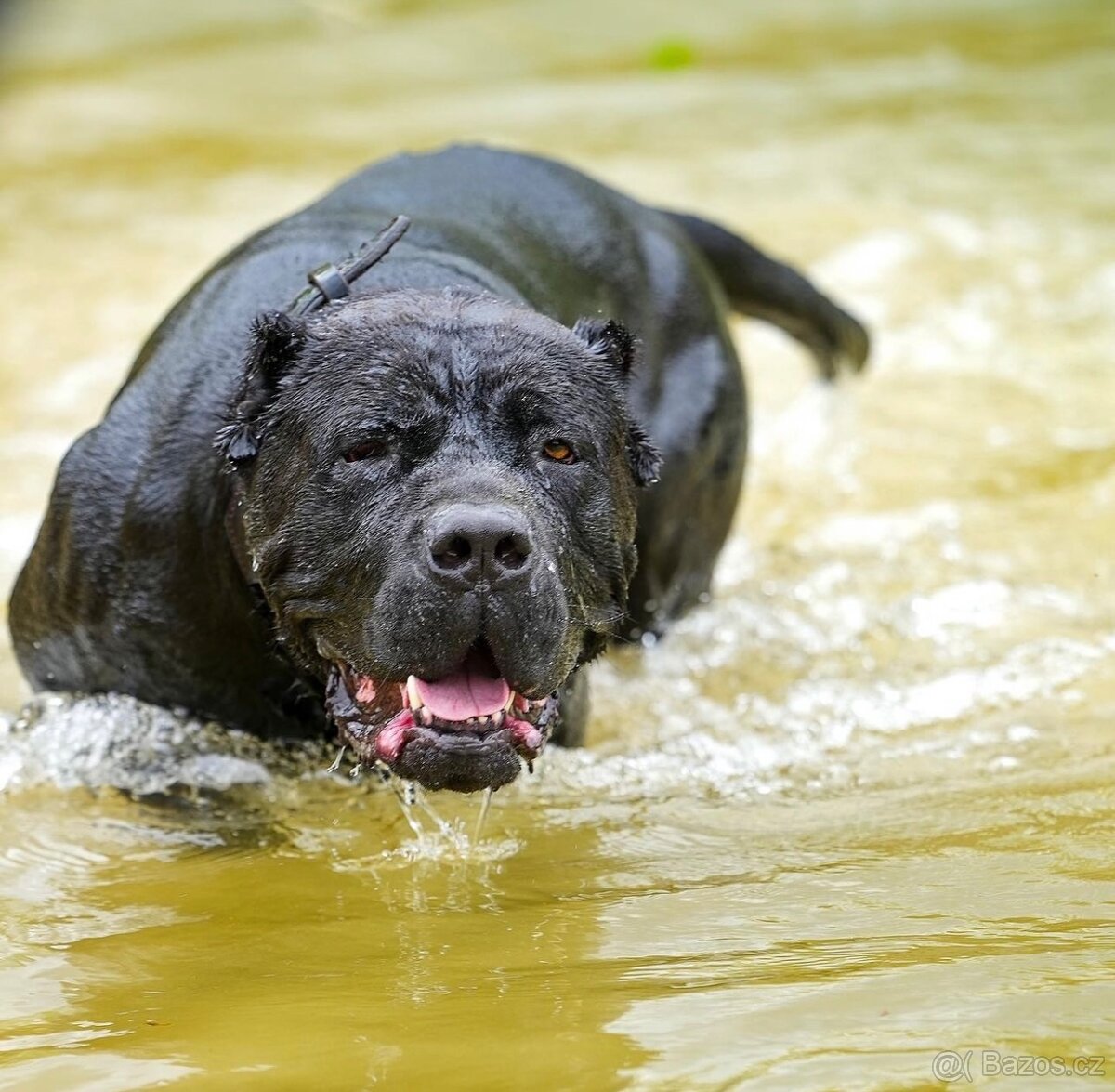 Bandog ke krytí - 3