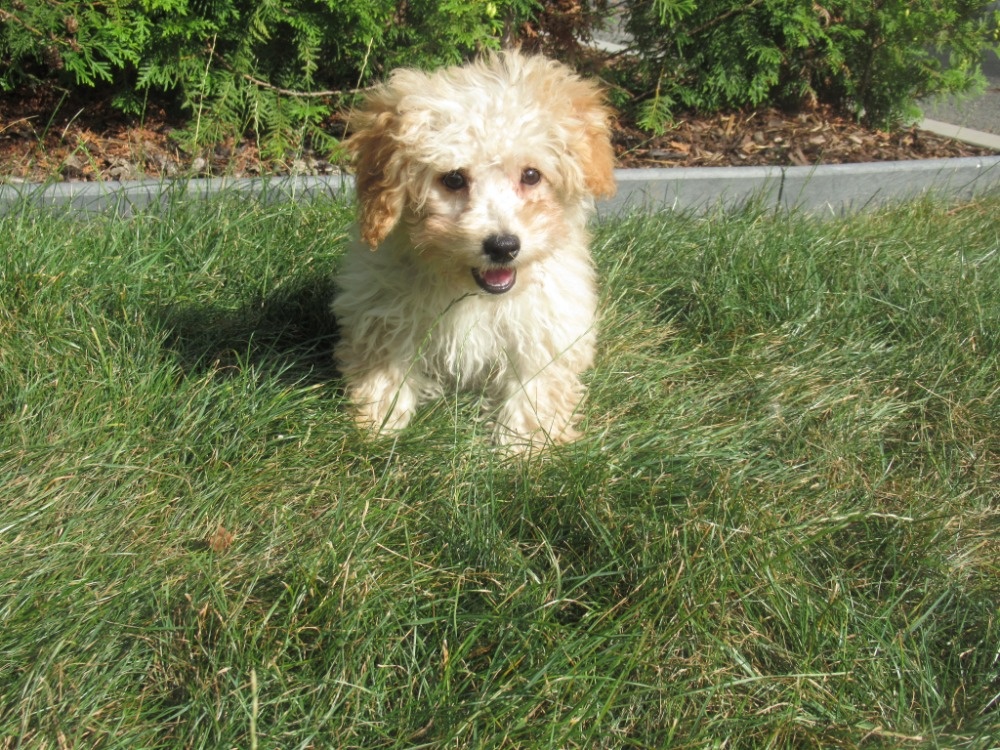 Maltipoo - 3