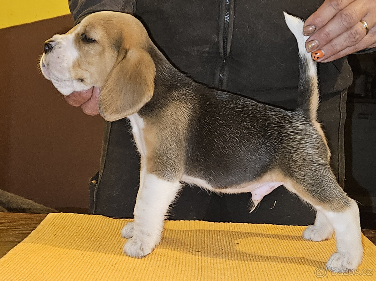 Bígl štěňátka - 3