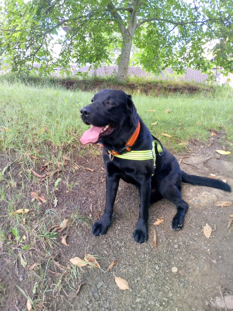 Černý labrador, čistokrevný, bez PP - nabídka krytí - 3