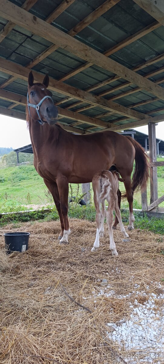 Prodej květen- červen - 3