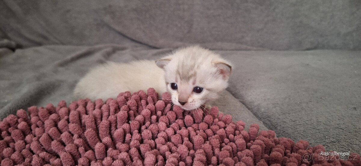 Bengálská kočička do chovu s PP - 3