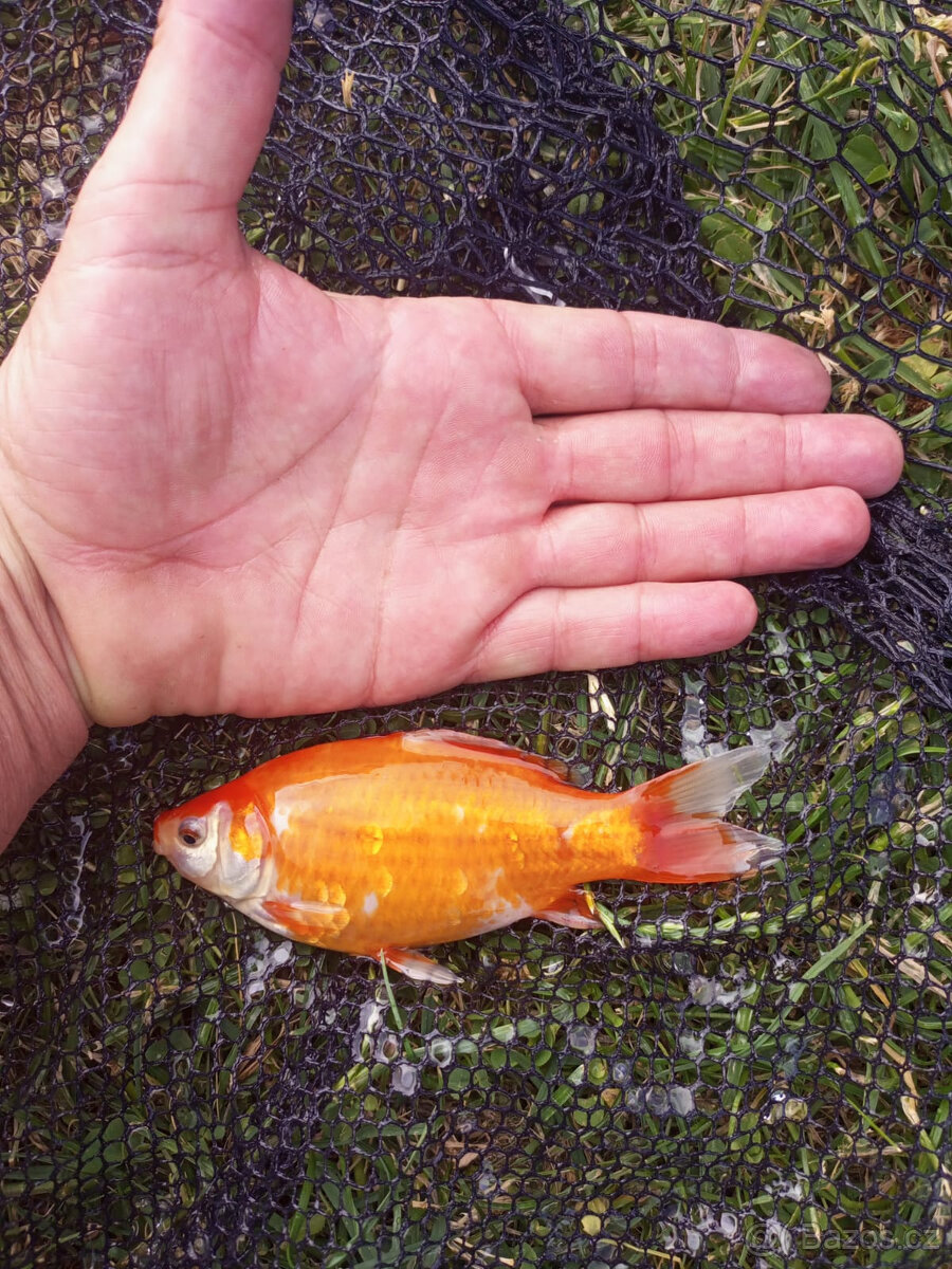 Jezírkové ryby na prodej - 3