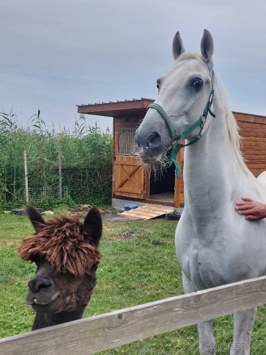 Hledáme chůvu pro koně ♡ - 3