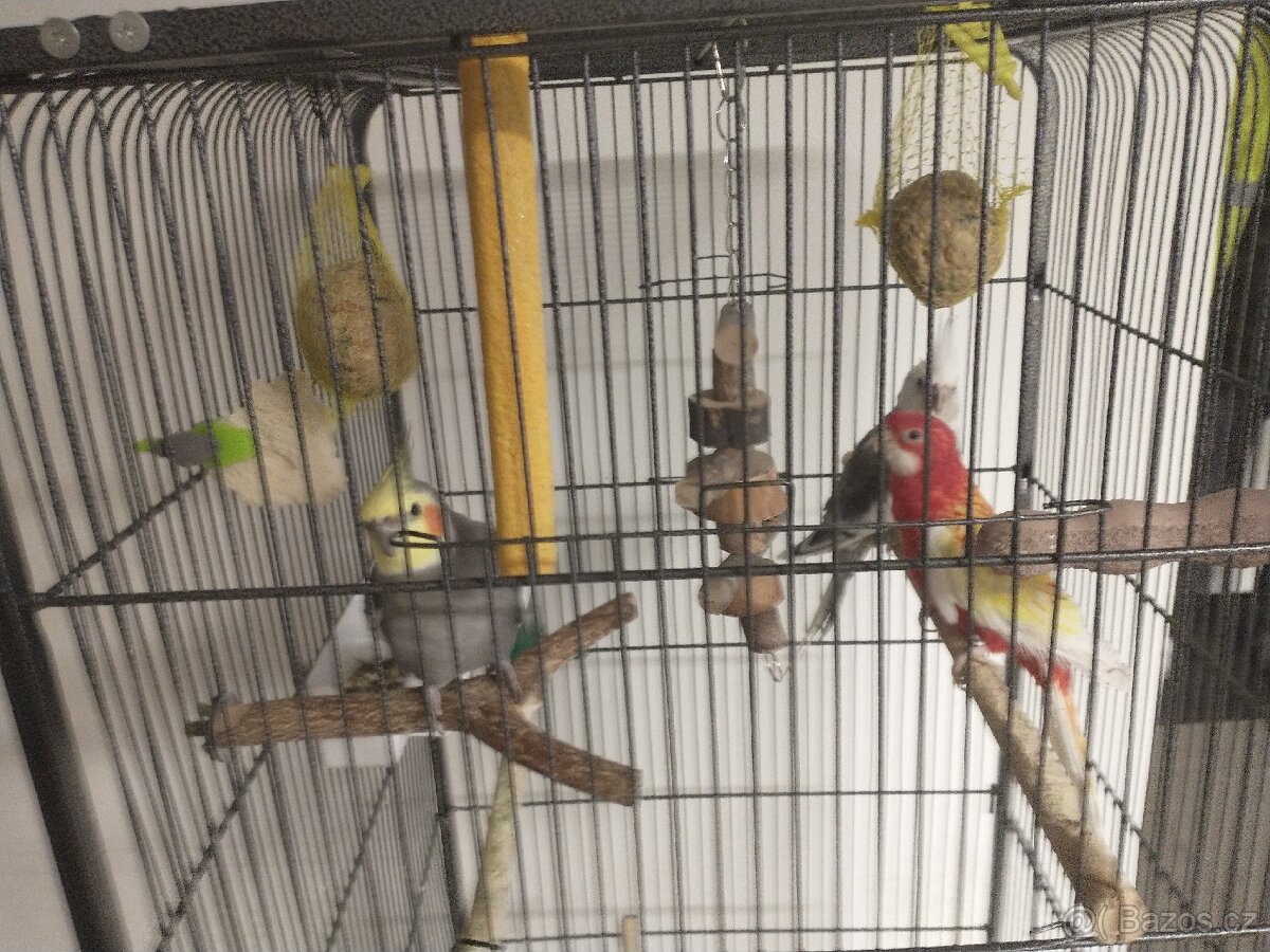 Korely a Rosela pestrá - 3