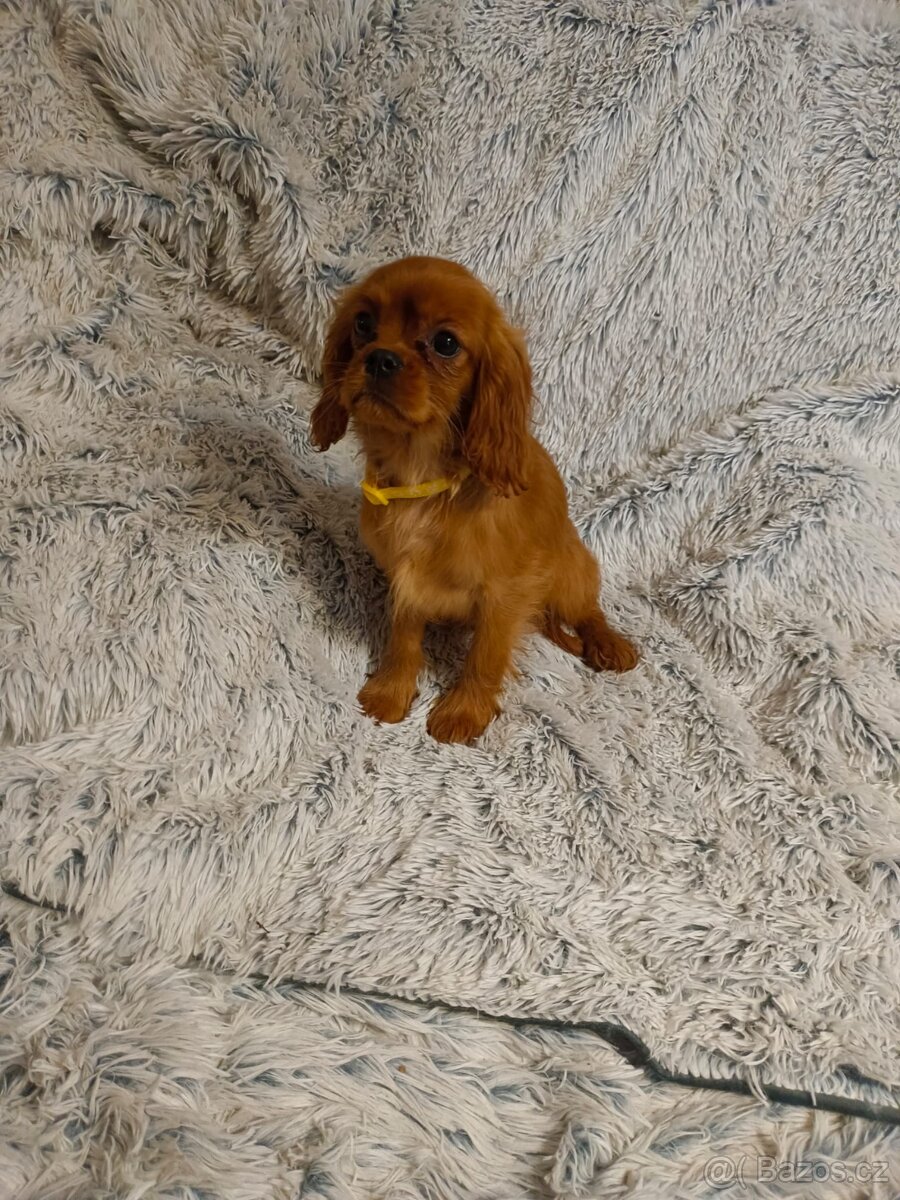 Kavalír King Charles Španěl - 3