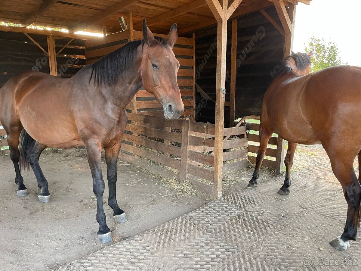 Pastevní ustájení 24/7 - 3