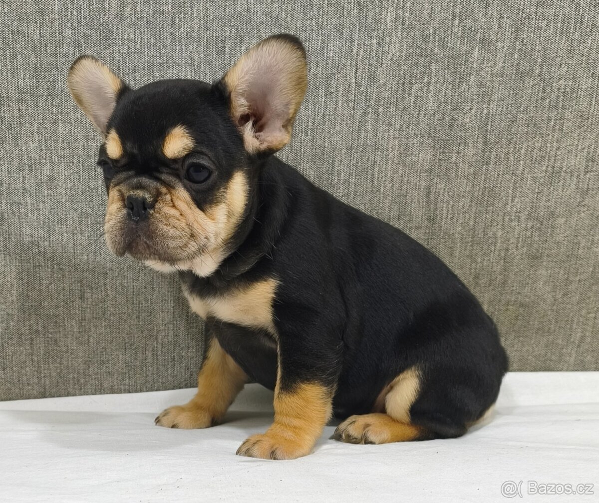 Francouzsky buldoček - 3