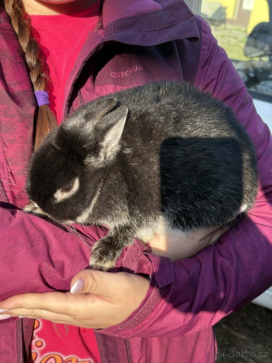 Zakrslý černý bílopesíkatý králík - 3