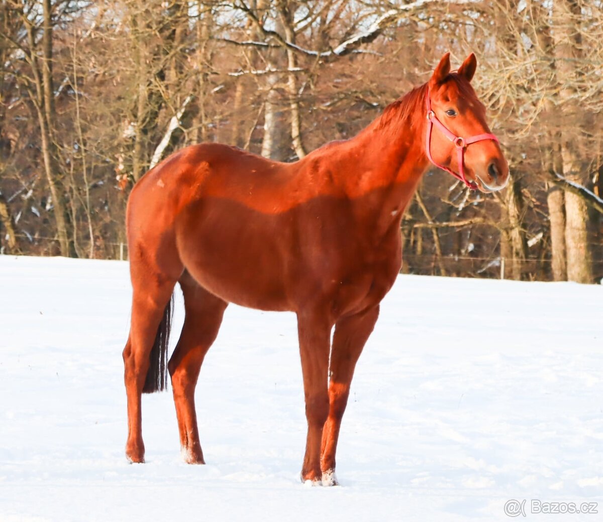 Anglický plnokrevník - 3