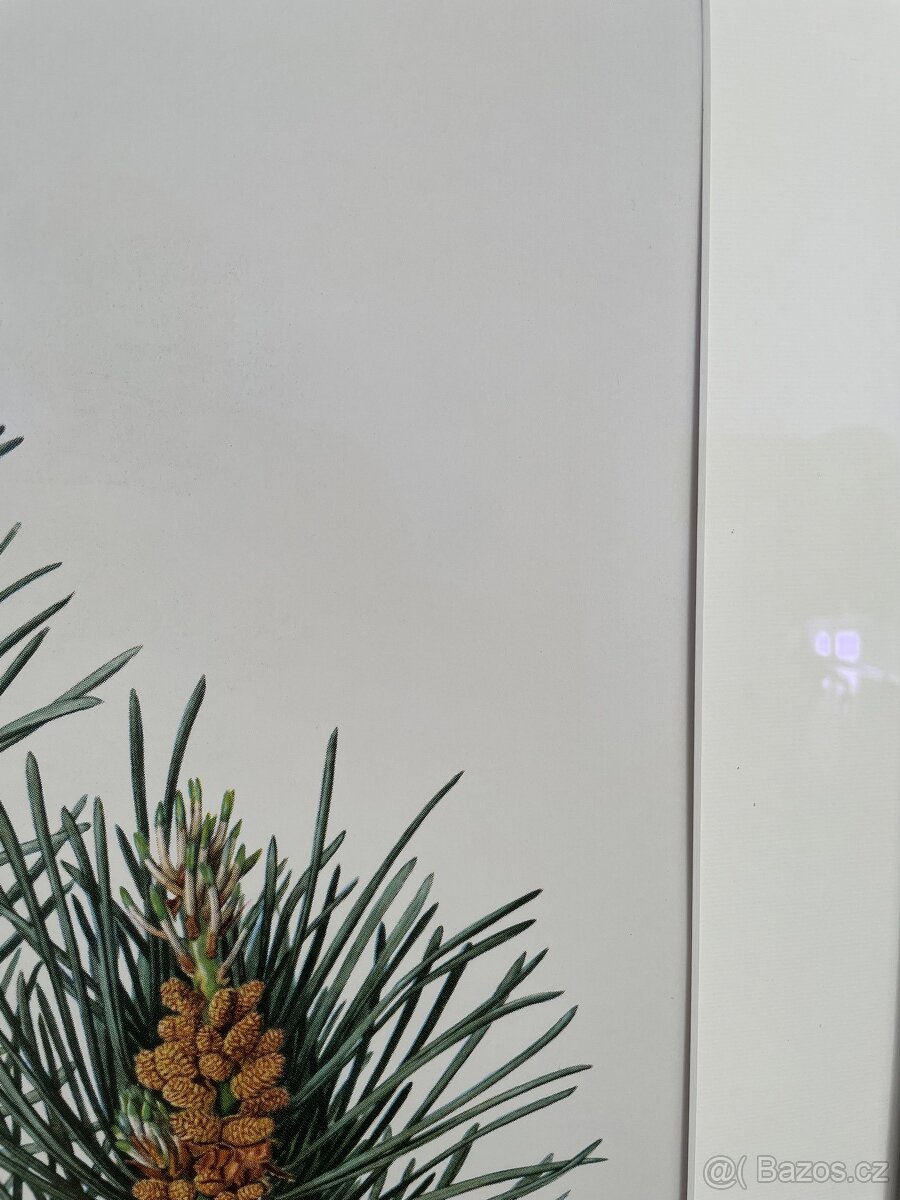 Borovice lesní Print Pinus Sylvestris pine - 3