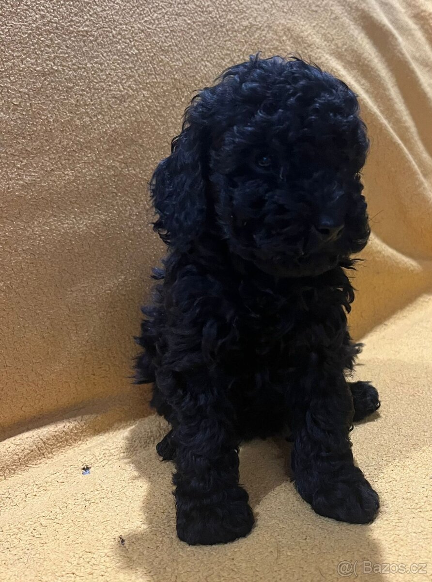 Pudelki miniaturki - 3