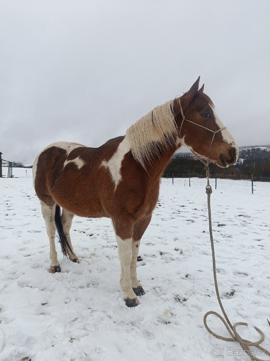 Valach paint horse - 3