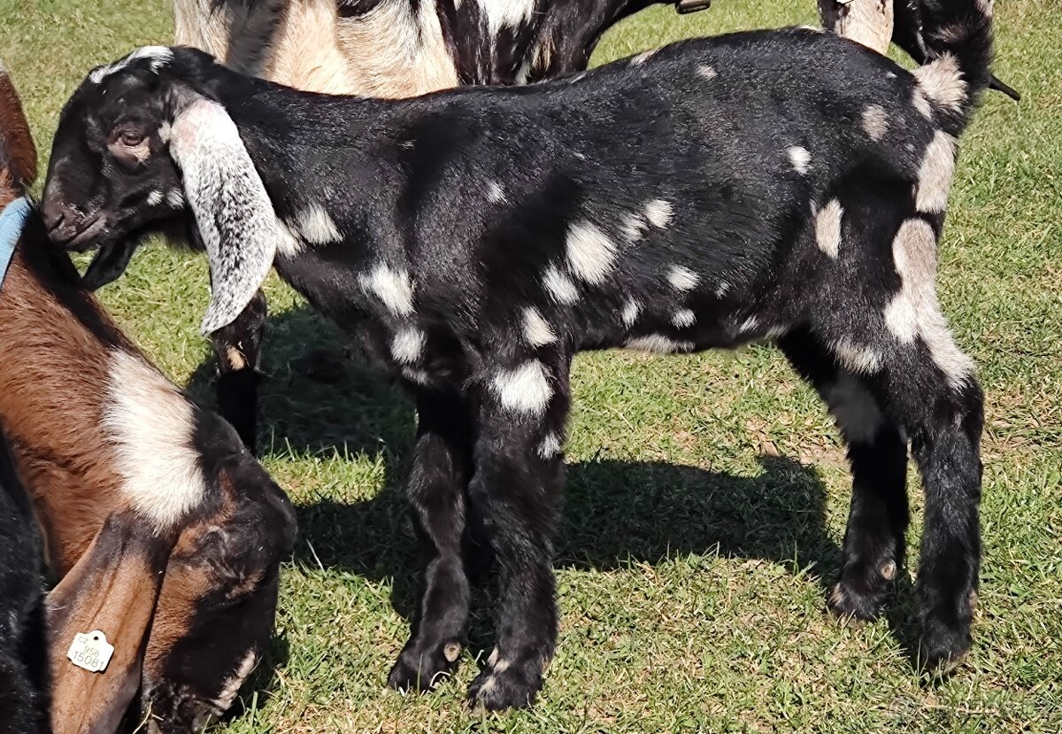 100% AN kozlík II. - 3