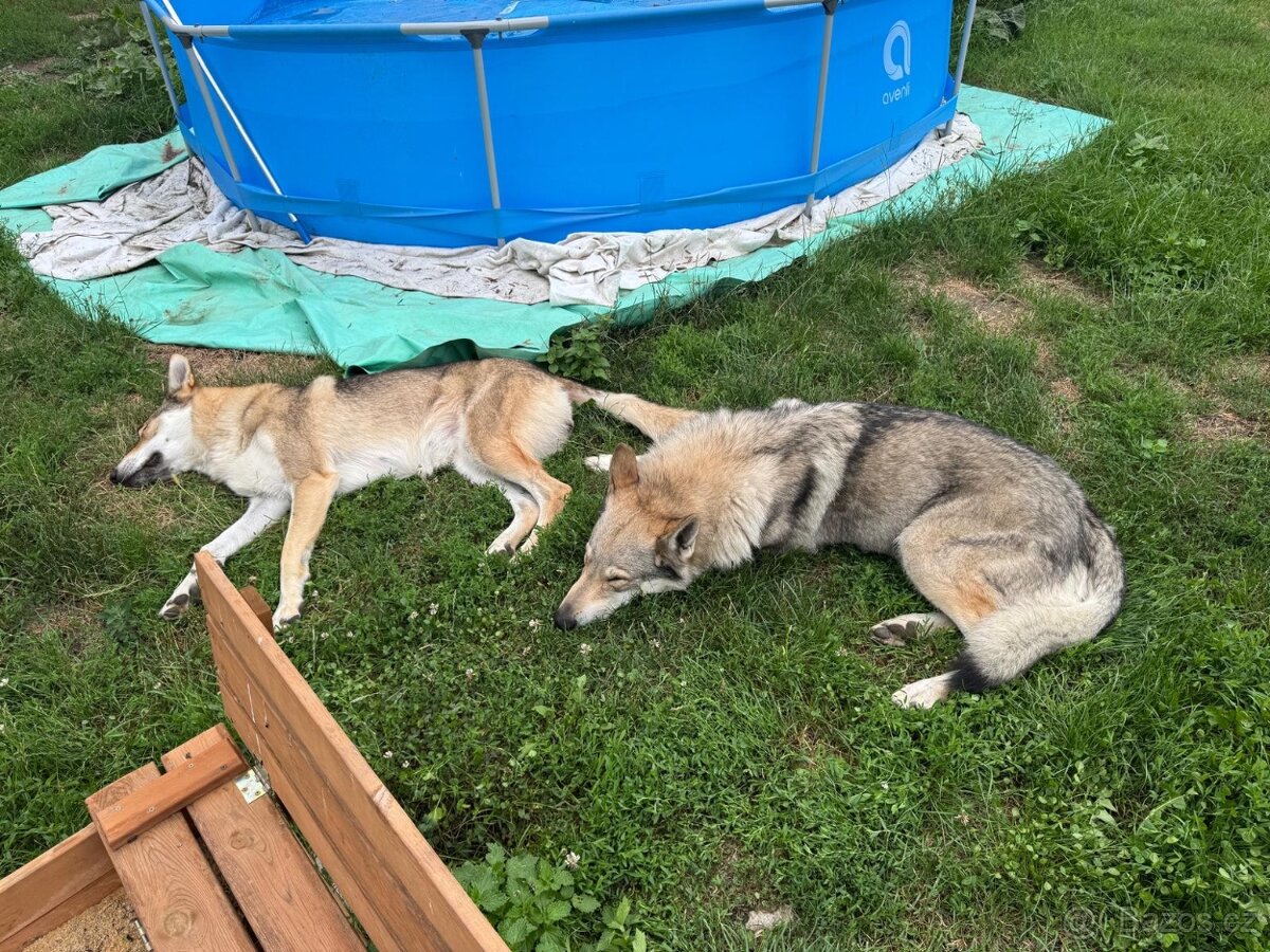 Československý vlčák - 3