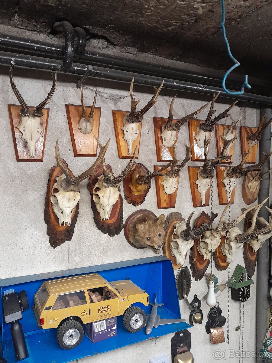 Trofeje,paroží - 3