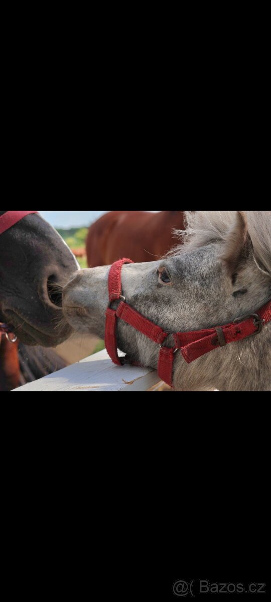 Pony S - 3 letý - 3