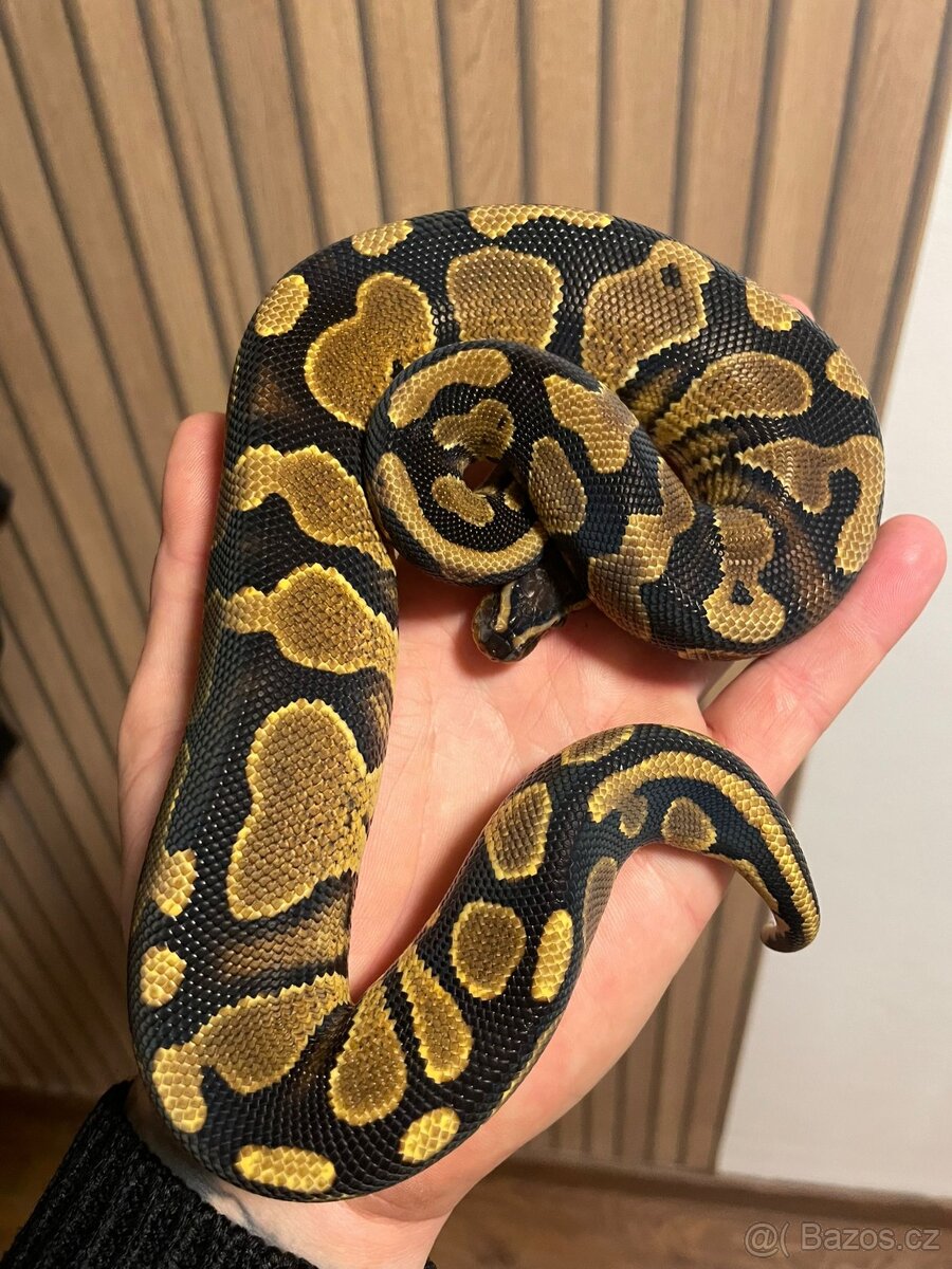 Krajta královská samec GRAVEL - 3