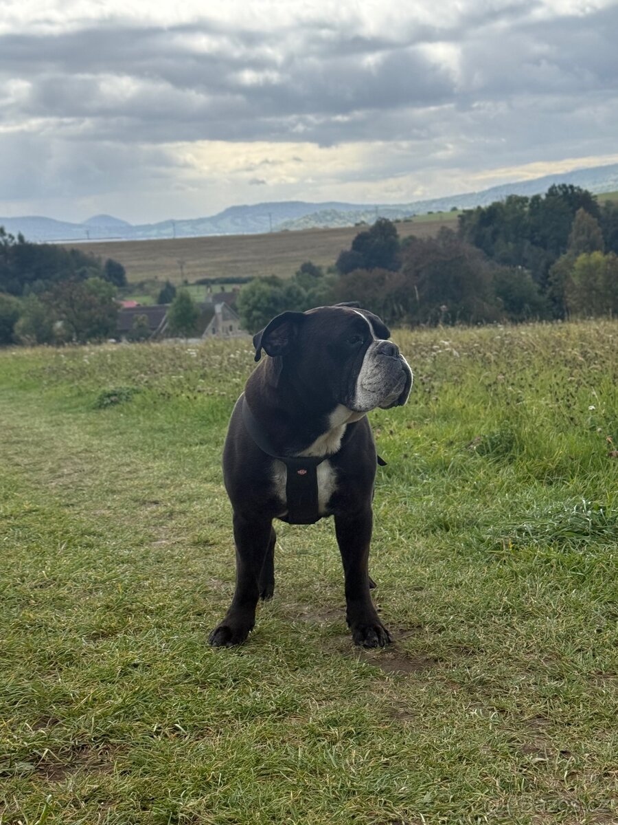 Kontinentální buldok s PP hledá nevěstu - 3