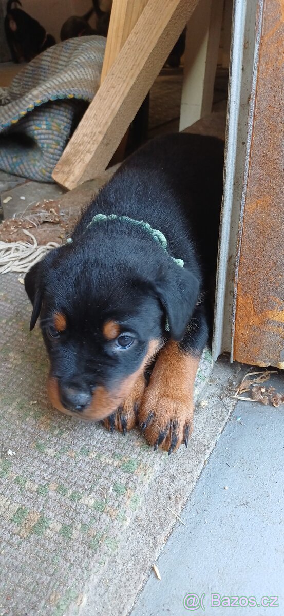 REZERVACE Štěňata rotvajler bez PP - 3