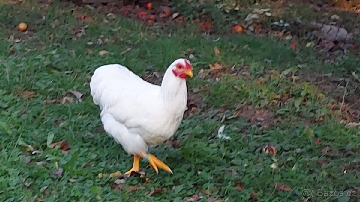 Wyandotka zdrobnělá - 3