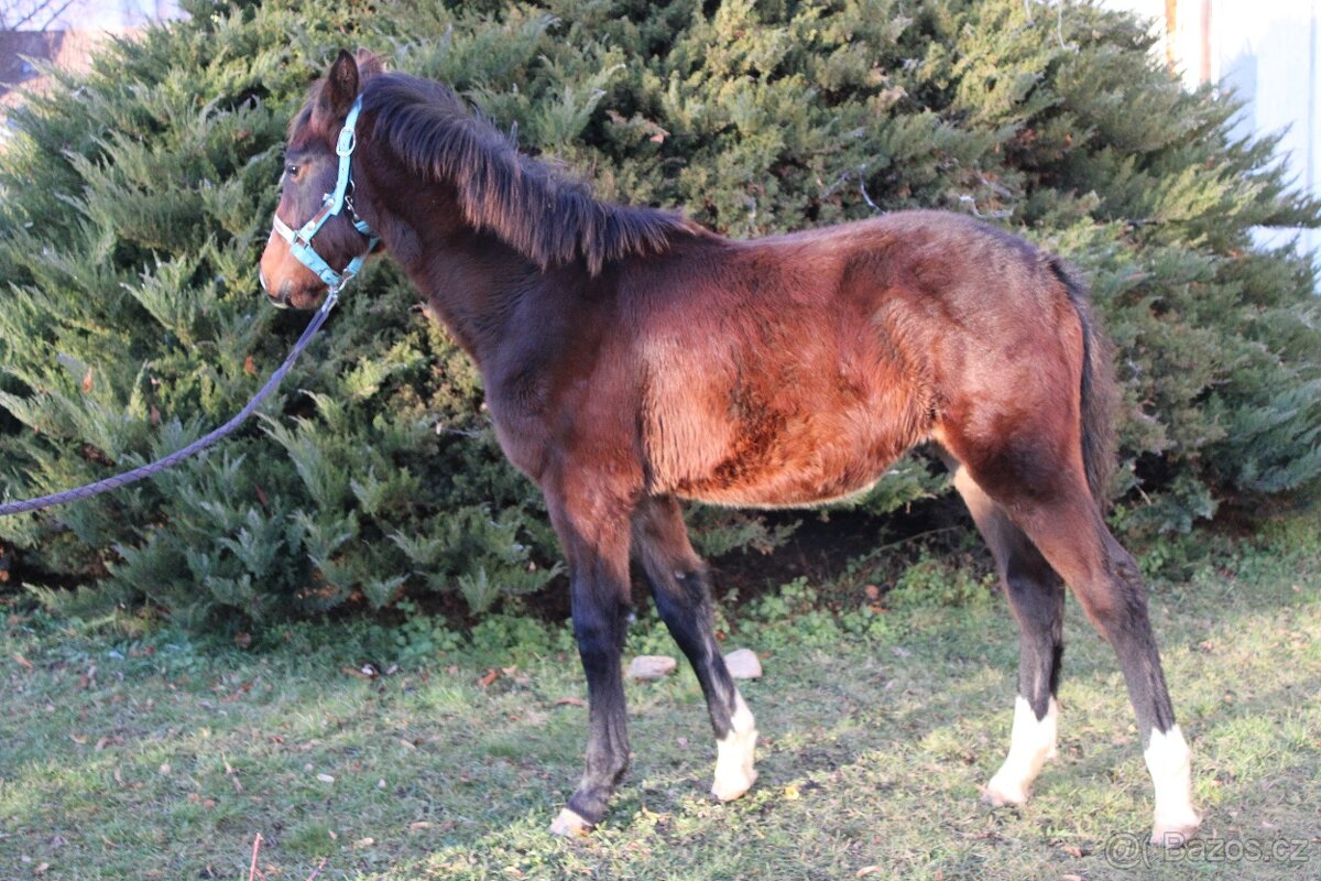 Letošní hřebeček, odstávče - 3