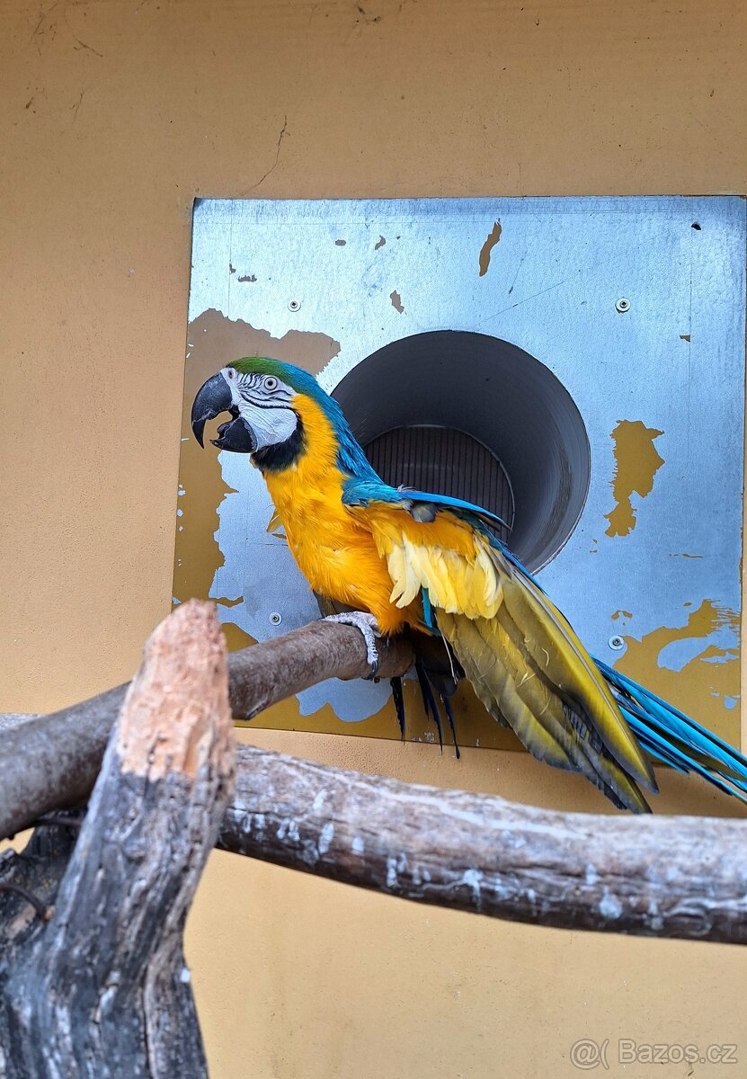 Ara Ararauna 1.0 - 3