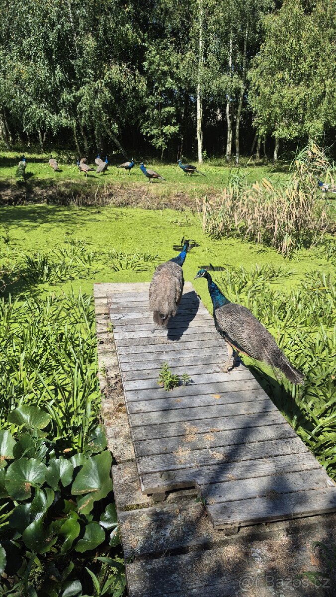 Páv, pavice,pávata - 3