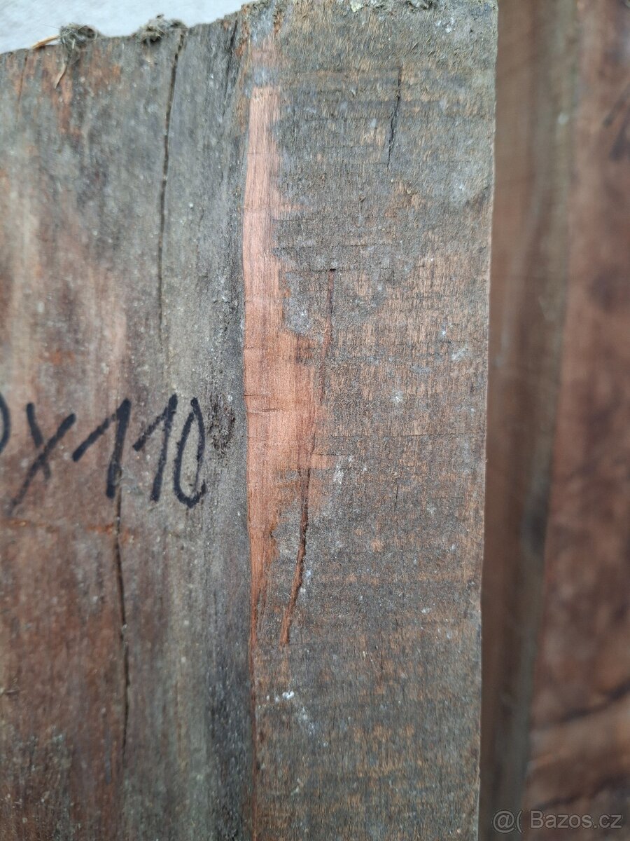 kanadská třešeň - 3