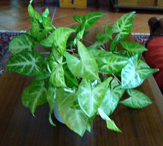 Pokojové rostliny ŠPLHAVICE, POTOS - 3