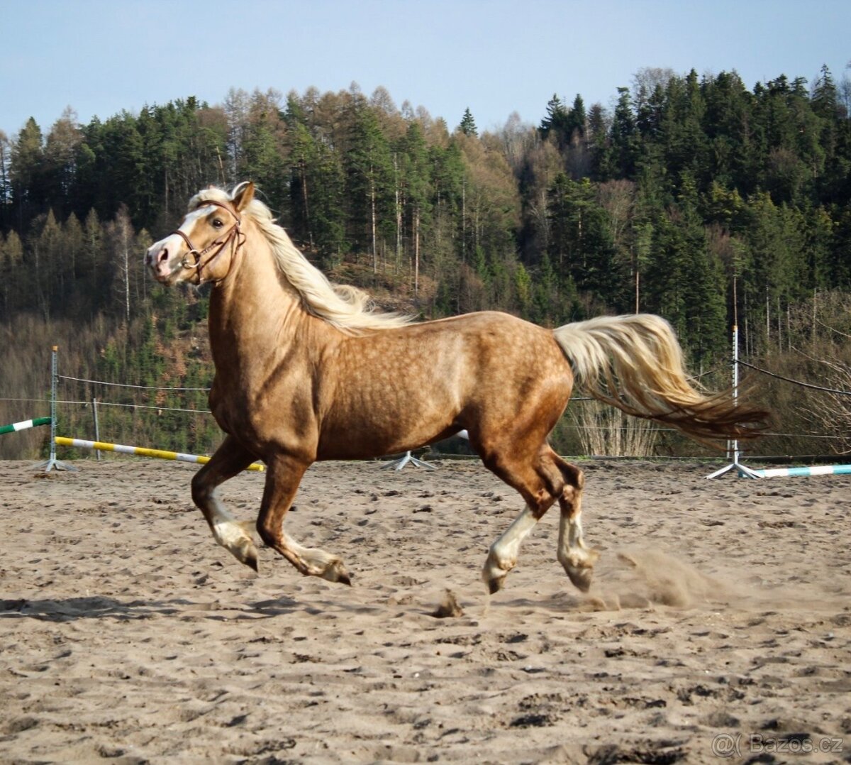 Připouštění Welsh Cob D Isabel barva - 3