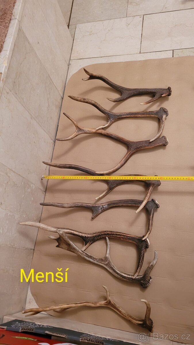 Prodám parohy - 3