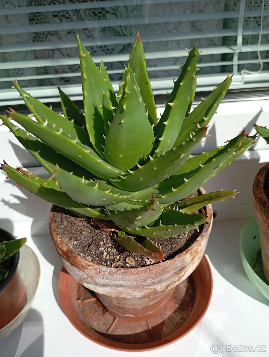 Aloe - 3