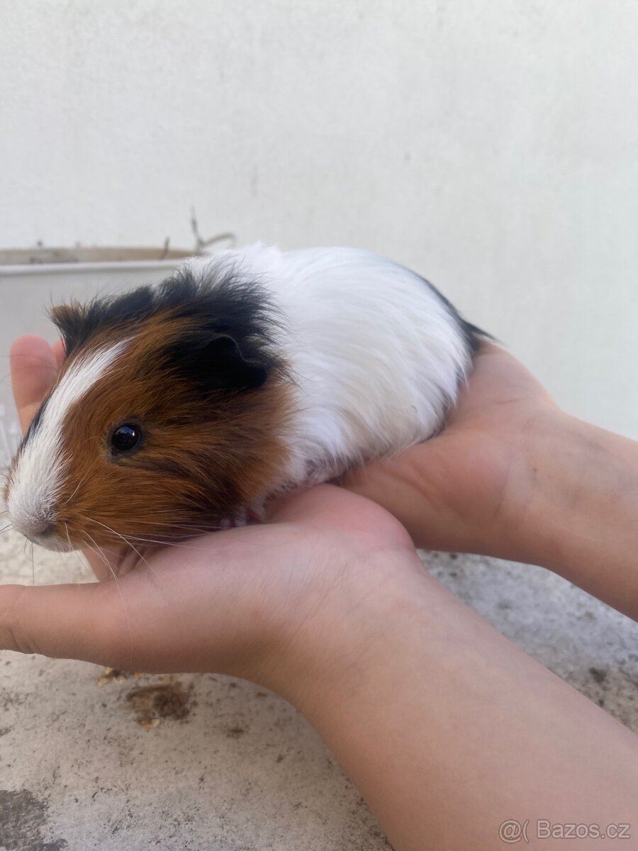 Prodám morčata - 3