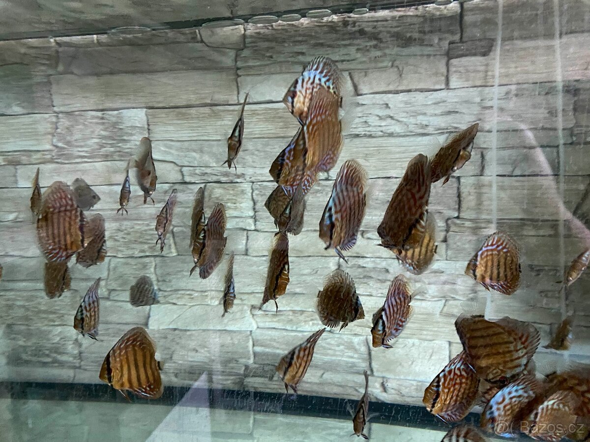 Discus, terčovci RED Tyrkys - 3