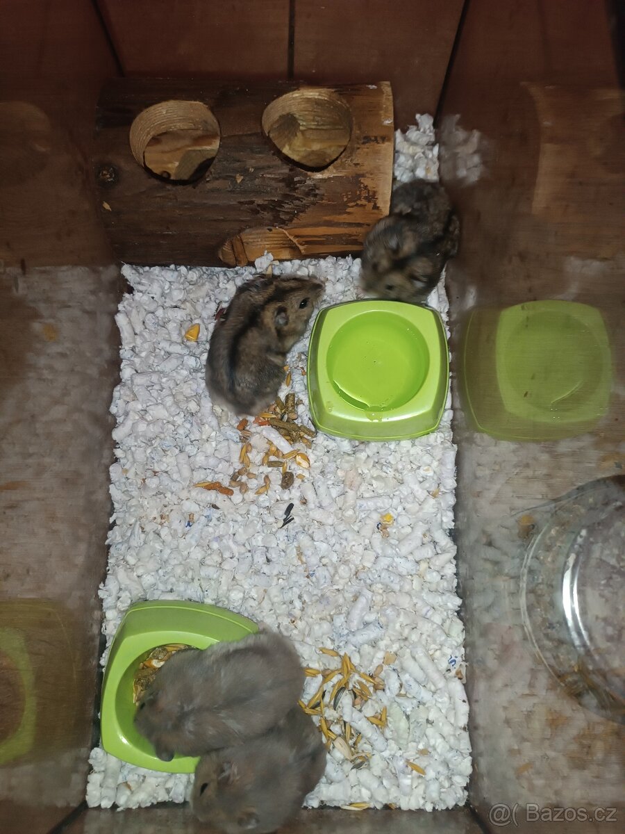 Křeček džungarský - 3