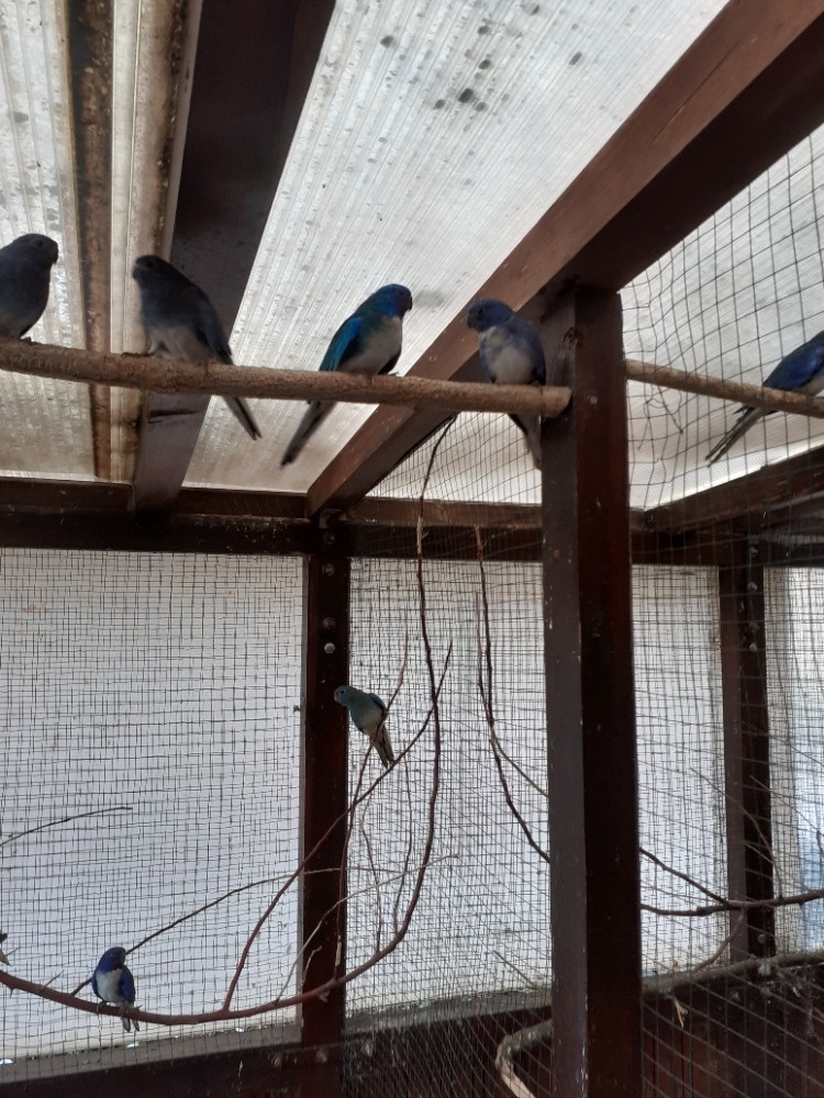 Neoféma modrohlavá - 3