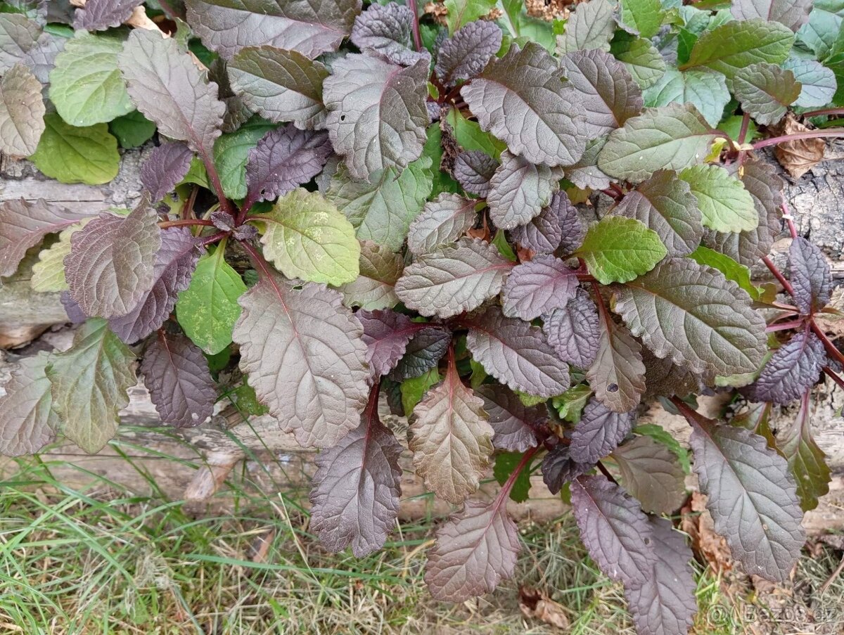 Velké množství rostlin - 3