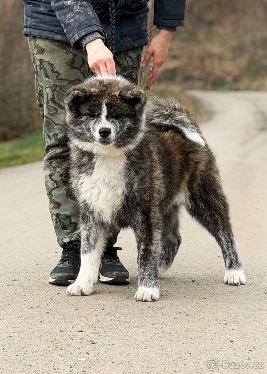 Akita Inu s průkazem původu (PP) - odběr možný ihned - 3