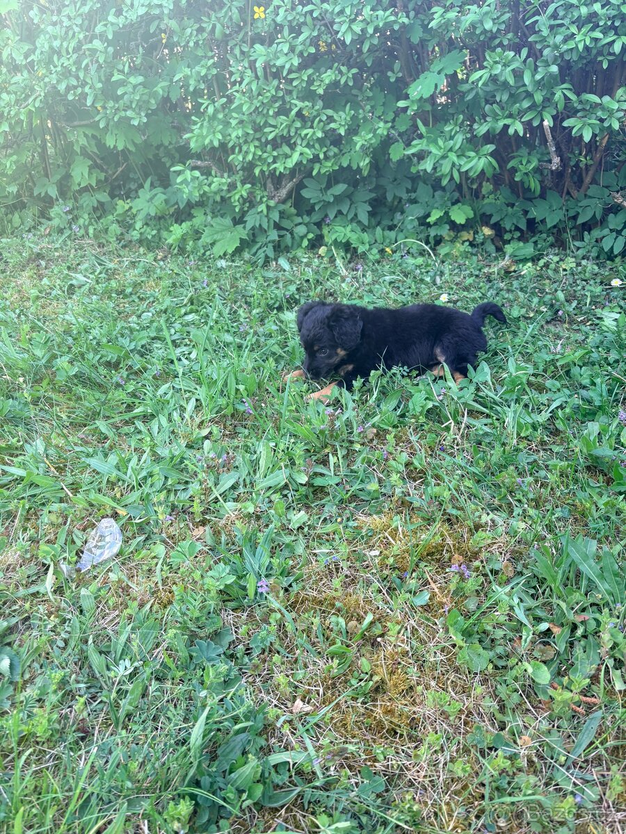 yorkipoo - 3