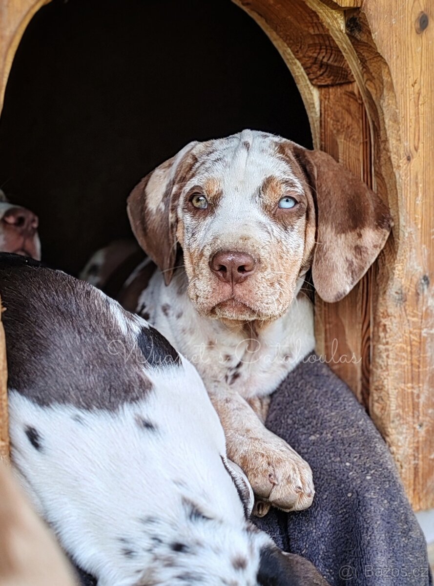 Louisianský leopardí pes - Louisiana Catahoula s PP - 3